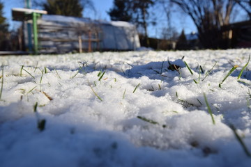 white snow and green grass