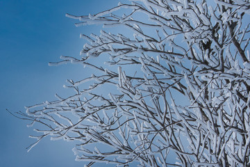 iced branches 5