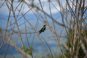 Colibrí sobre una rama © Diego