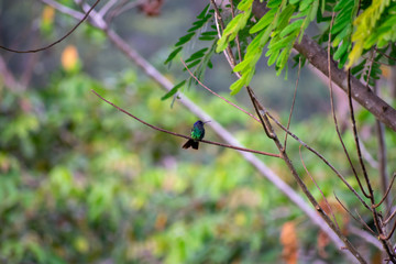 Colibrí sobre una rama