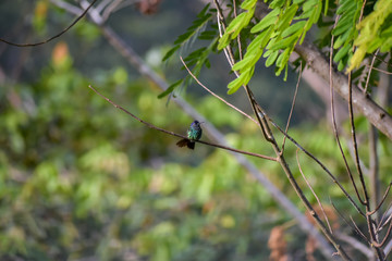 Colibr&iacute; sobre una rama