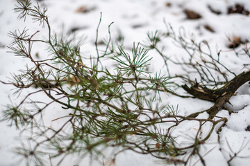 snow covered pine twig in the snow on a beautiful winter day