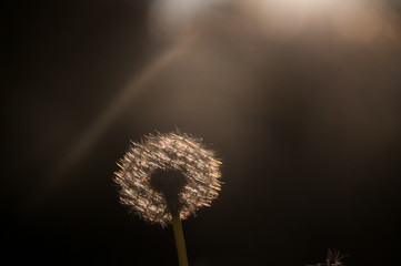 Backlit image of a Dandelion