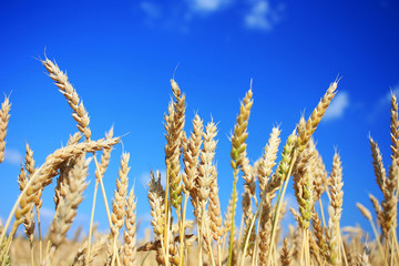 Fototapeta premium Ripe wheat ears in a field