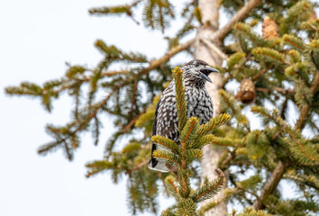 Spotted Nutcracker Nucifraga caryocatactes sitting on the perch