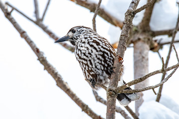 Spotted Nutcracker Nucifraga caryocatactes sitting on the perch