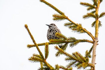 Spotted Nutcracker Nucifraga caryocatactes sitting on the perch