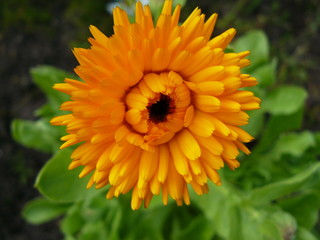 calendula