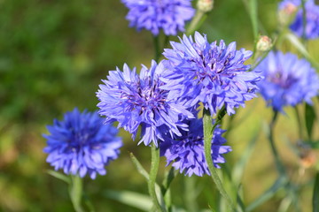 cornflower