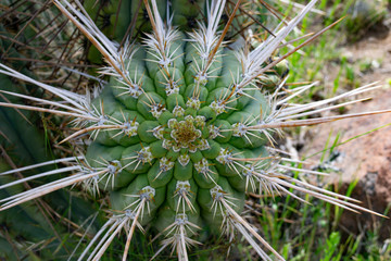Naklejka na ściany i meble cactus closeup top view. wild cactus in nature, top view on it