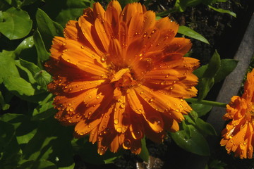 calendula