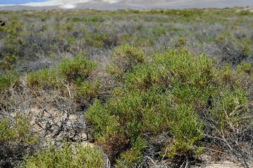 Salt Creek Trail in Death Valley National Park, California, USA