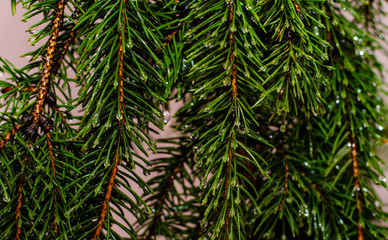 Close-up of water droplets on the branches of a Christmas tree knocking down with a soft blurred background