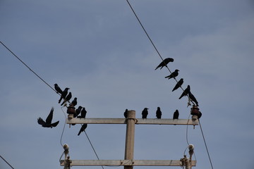 Black birds sitting on a power line in Mexico.