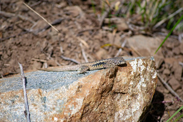 little lizard on the stone. lizard basks on a summer stone. in the forest in the mountains