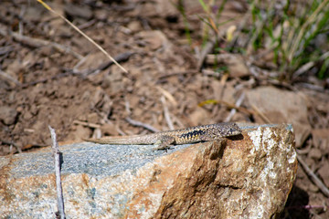 little lizard on the stone. lizard basks on a summer stone. in the forest in the mountains