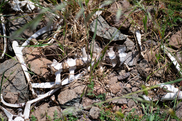 dried animal bones in the forest. bones of an unknown animal in the forest in the grass