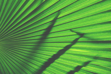 Exotic Palm Leaf as Natural Green Background