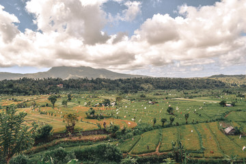 Obraz premium Green rice fields with flag scarecrows with a mountain in a background in Bali, Indonesia