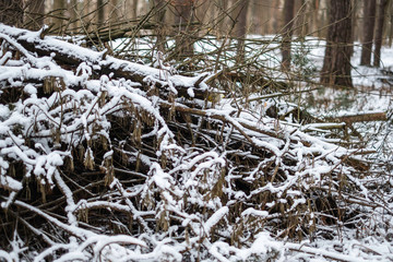 snow-covered tree branch in a forest in winter