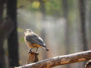 Common chiffchaff on a branch