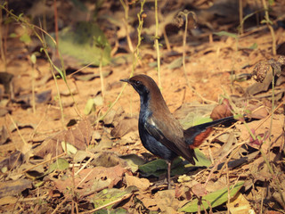 bird on grass