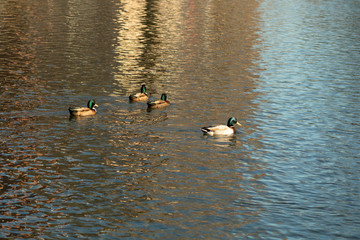 Ducks at the Park