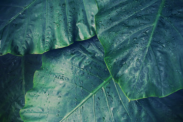 Tropical Green Leaves of Elephant Ear Plant with Raindrops in Dark Tone Color for Background