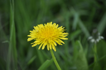 fleur jaune