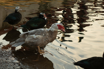 Ducks at the Park