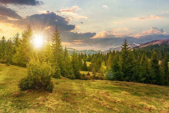 beautiful springtime landscape in mountains at sunset in evening light. spruce forest on grassy hillside meadow. spots of snow on distant ridge. 