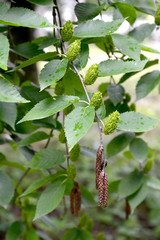 Naklejka premium Wiśnia brzozowa (Betula lenta L.). Gałęzie z zielonymi owocami i kolczykami męskimi