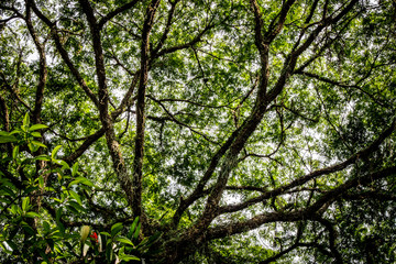 orquidário municipal