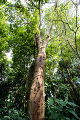 orquidário municipal