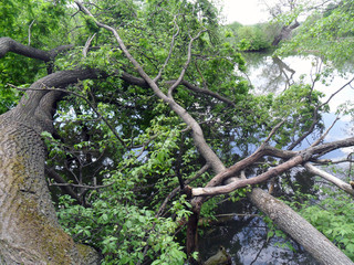 Fallen tree by the river