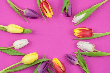 Colorful spring tulips on pink background.