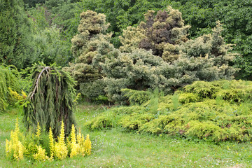 The site of the park with coniferous plants