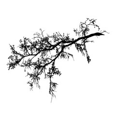 Realistic tree branches silhouette on white background (Vector illustration). Natural branch on white 