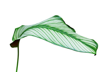 Tropical Green Leaf of Pin Stripe Calathea, Calathea ornata Plant Isolated on White Background