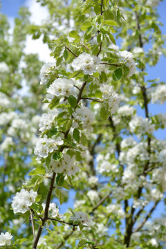 Branches with flowers of pear ordinary (Pyrus communis L.) against the background of the sky