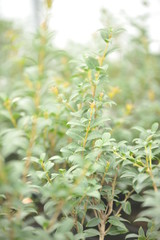 Osmanthus burkwoodii