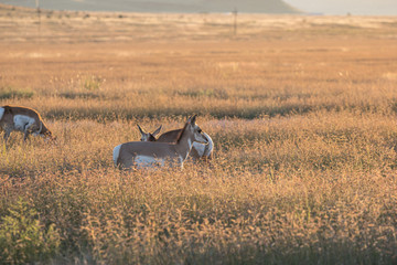 Obraz premium Pronghorn antelope in the tall prairie grass. Mountains rise in the distance. 