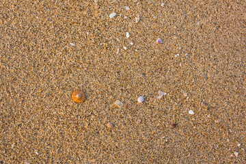 Gray sand closeup with shells. natural surface texture