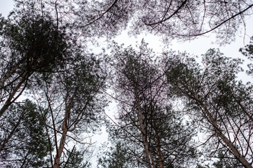 sky through tree in winter