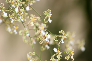 orquidário municipal