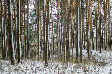 forest in winter, snow covered trees 