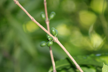 orquidário municipal