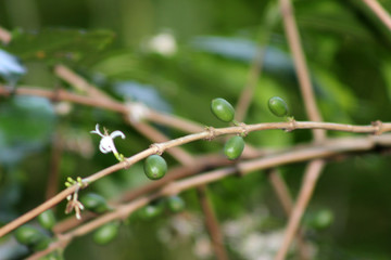 orquidário municipal