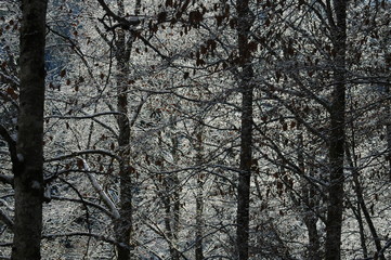 Winterforest 