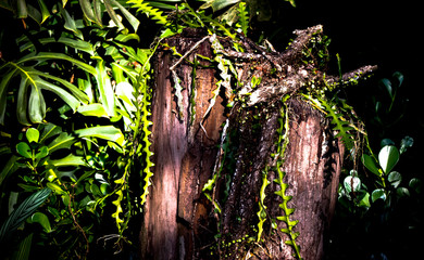 orquidário municipal